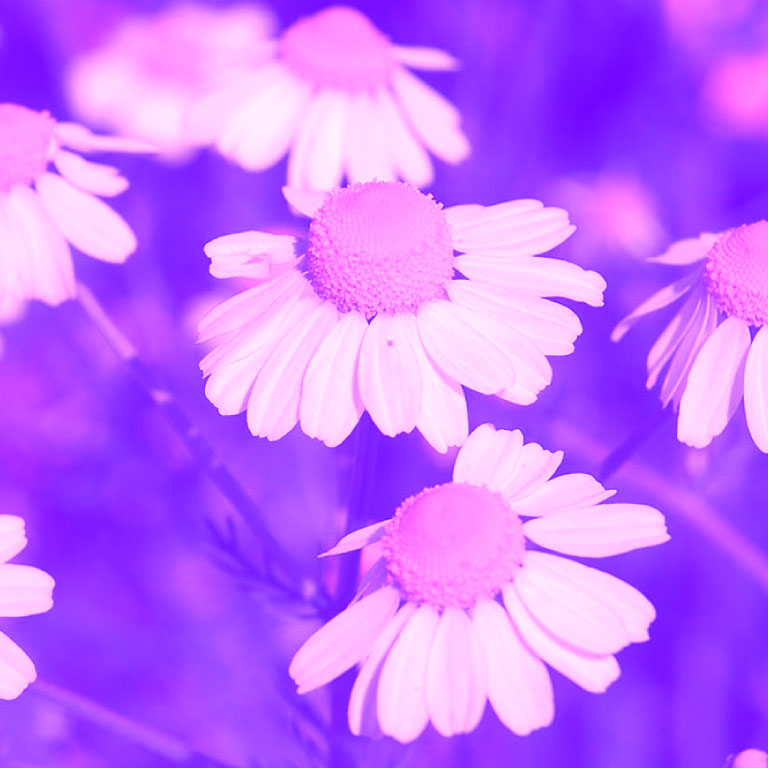 Blue-tinted German chamomile flowers